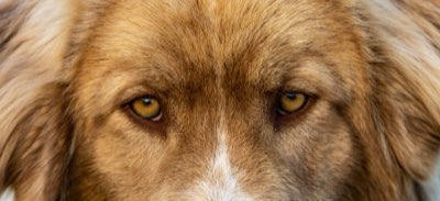 8 Ways to Help Animal Causes: From Rescue to Policy