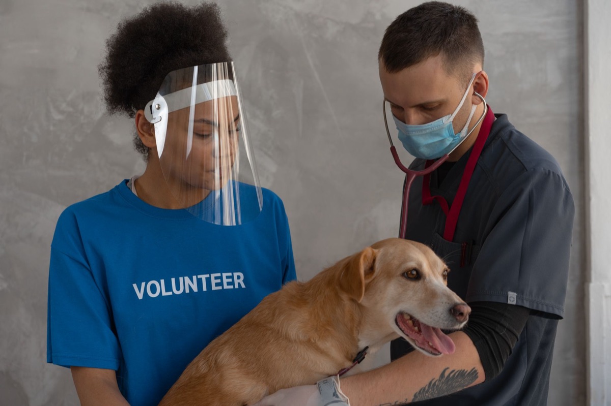 hsus volunteer with animal