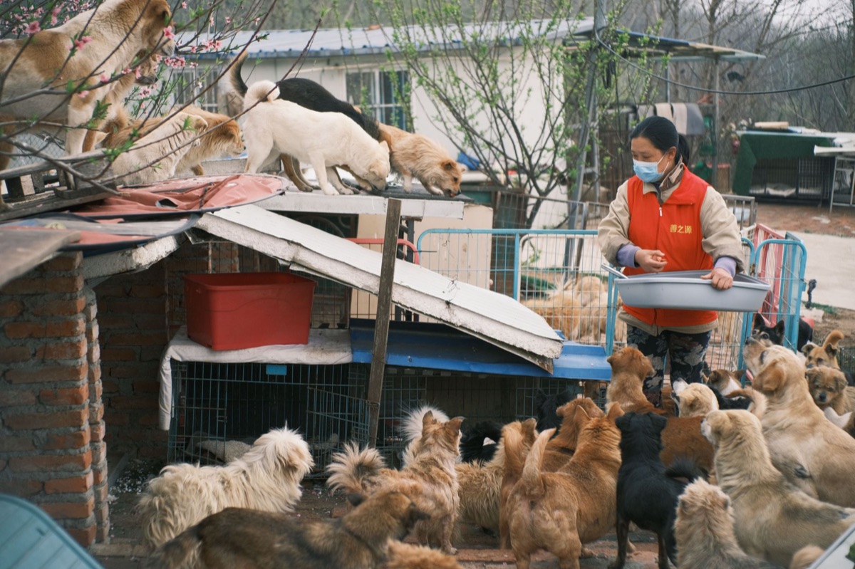 international animal rescue operation
