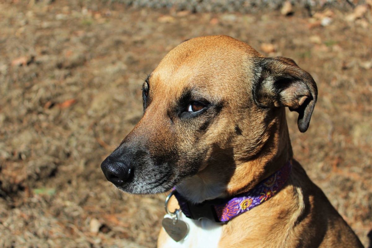 perros en refugio para adopción internacional