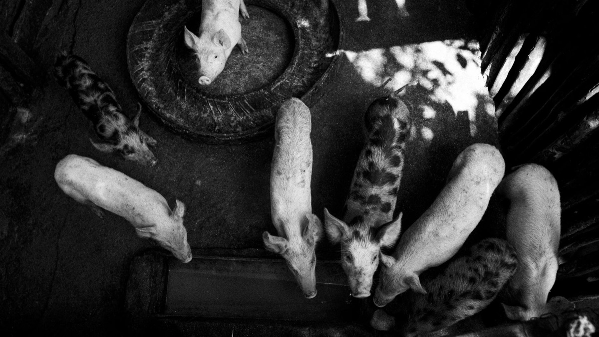 organización internacional de bienestar animal