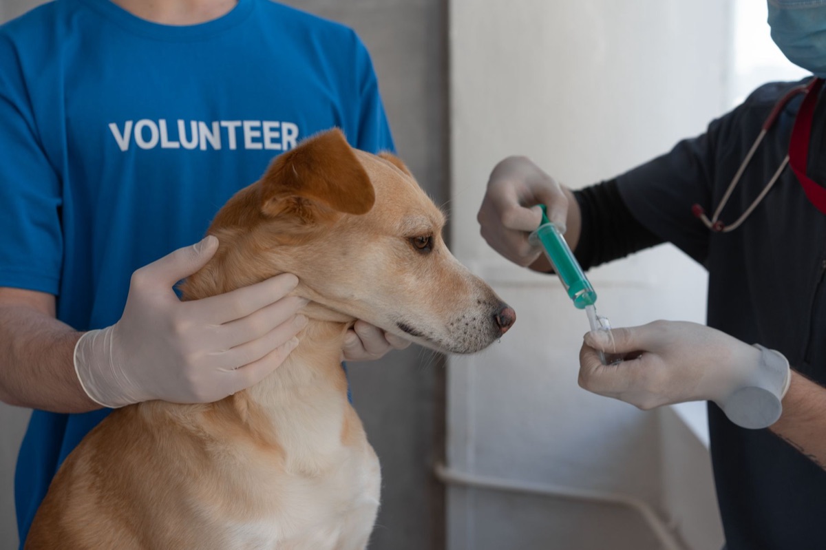 événement de charité HSUS avec chiens et bénévoles