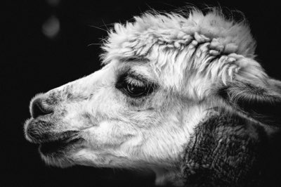 グローバル動物保護の現状とあなたの貢献のカタチ完全ガイド