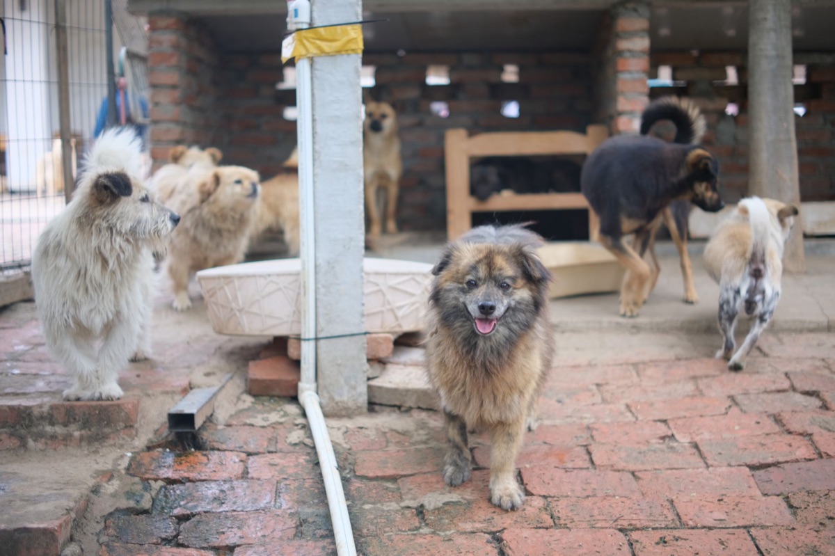 cachorros em abrigo em diferentes países