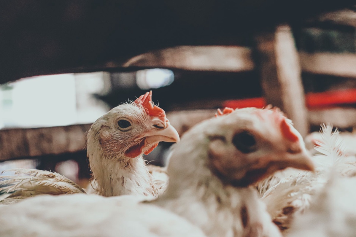 organização internacional de bem-estar animal