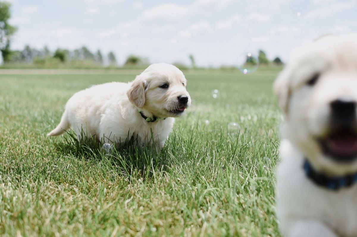 Ein süßer Golden Retriever Welpe als neues Familienmitglied
