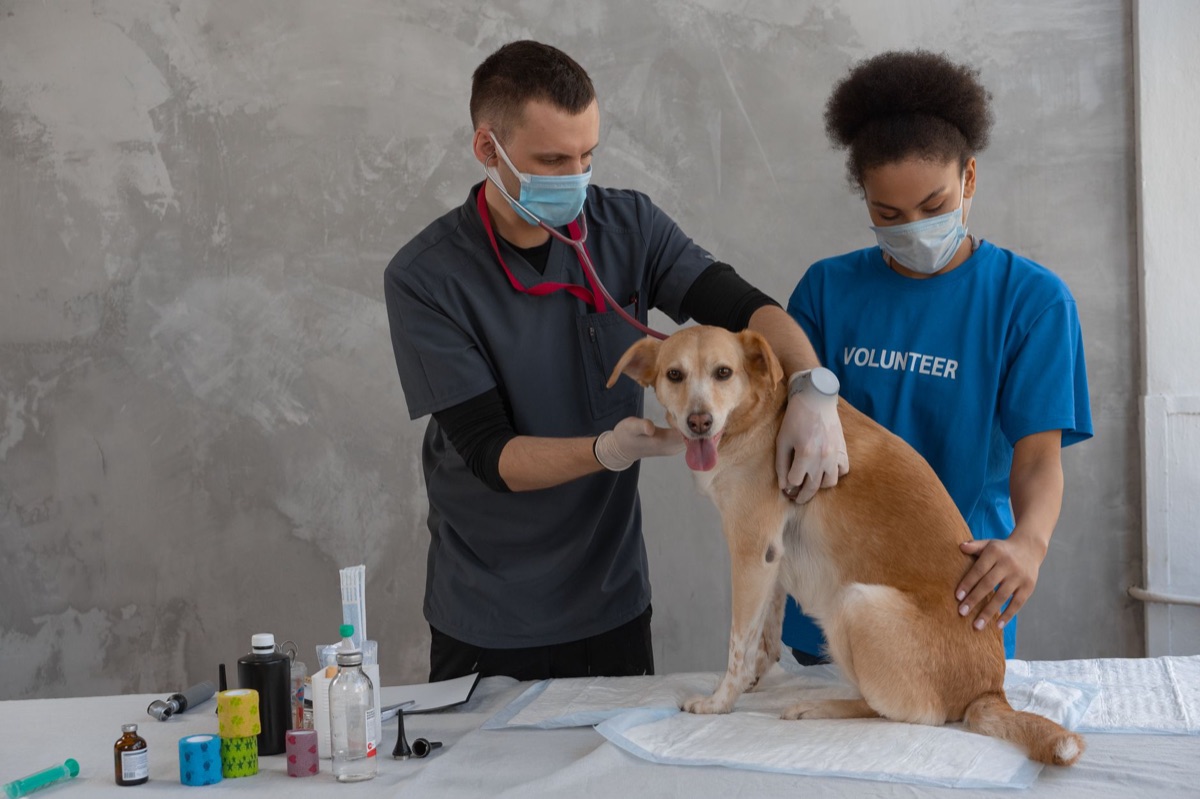 Tierärztliche Untersuchung und Gesundheitsvorsorge für Hunde