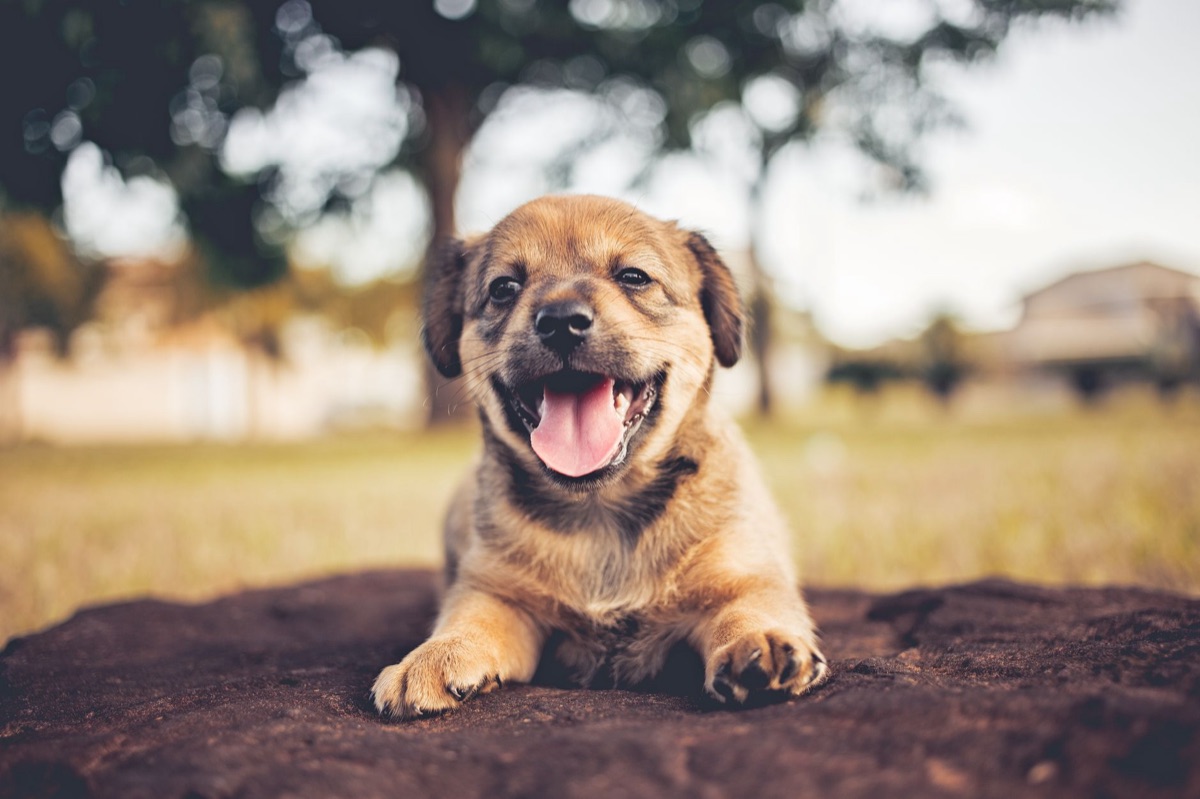Essential puppy training and care products