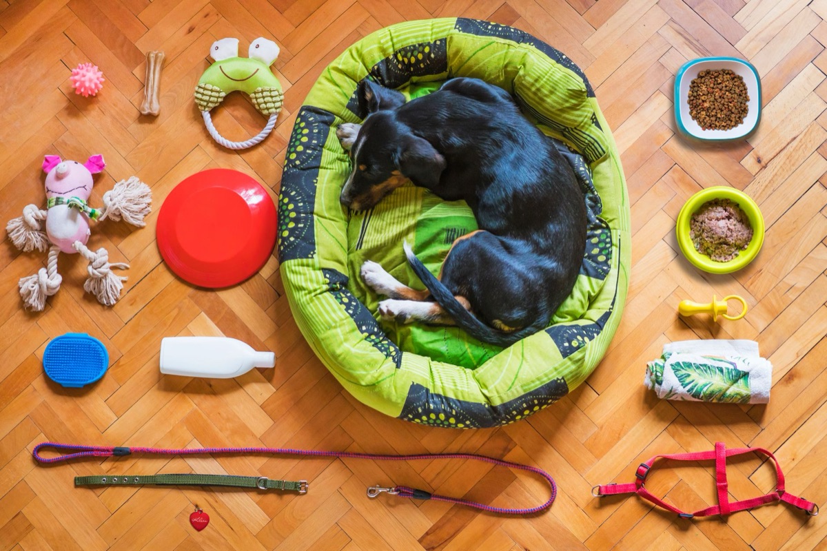 Dog feeding bowls and essential pet accessories