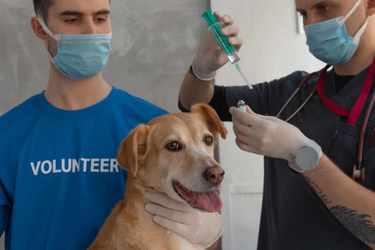 Pet health care and vaccination documentation