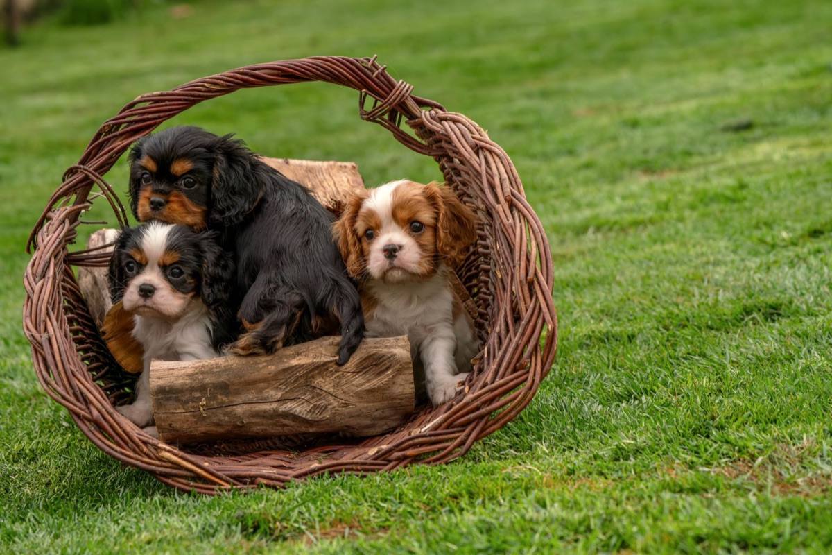 kit de suministros esenciales para cachorros