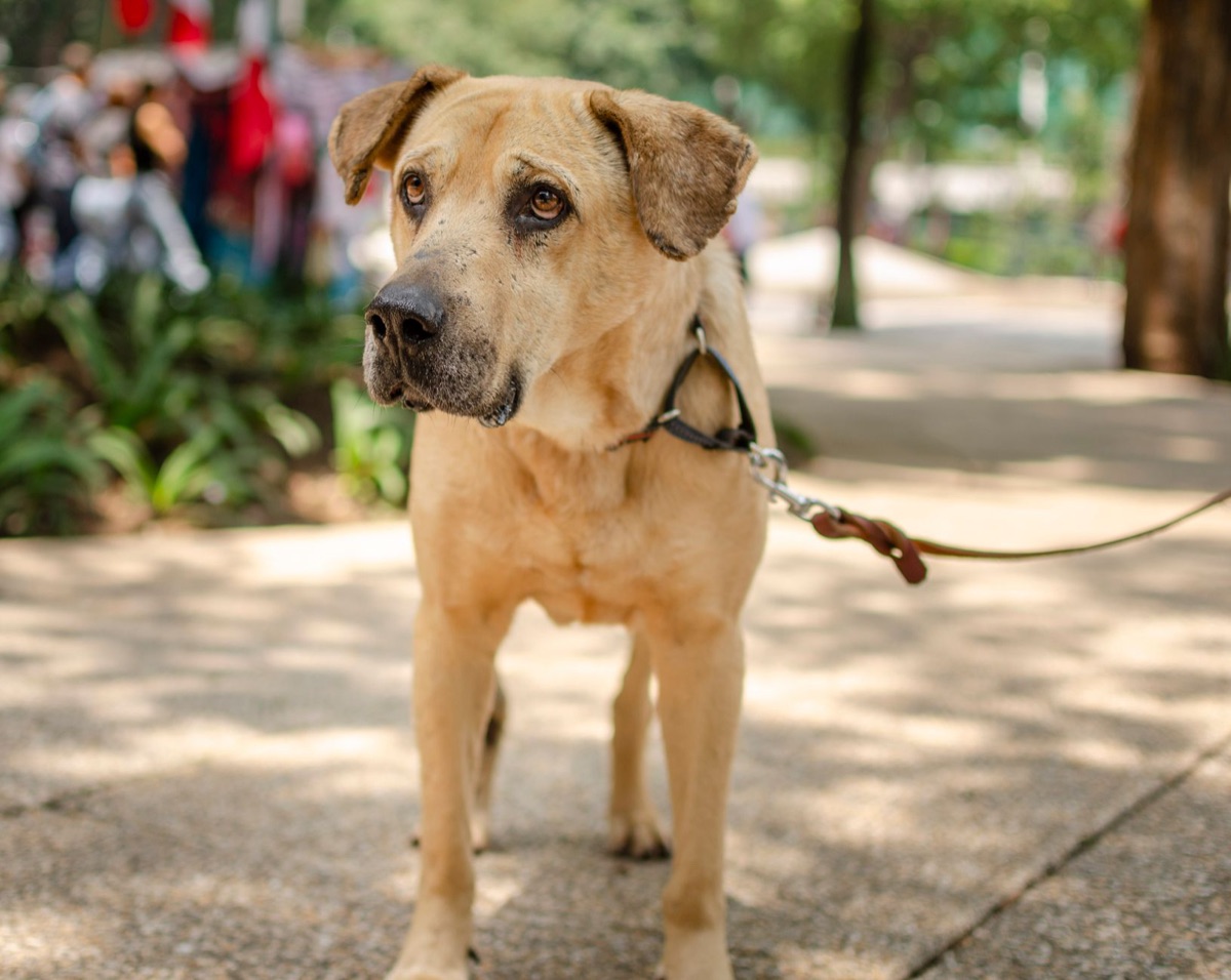 productos básicos como cuencos y correa para perros
