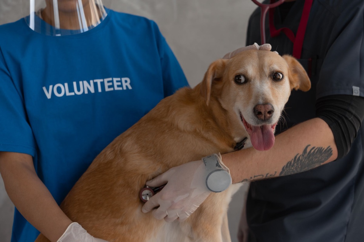 artículos para el control veterinario y salud canina