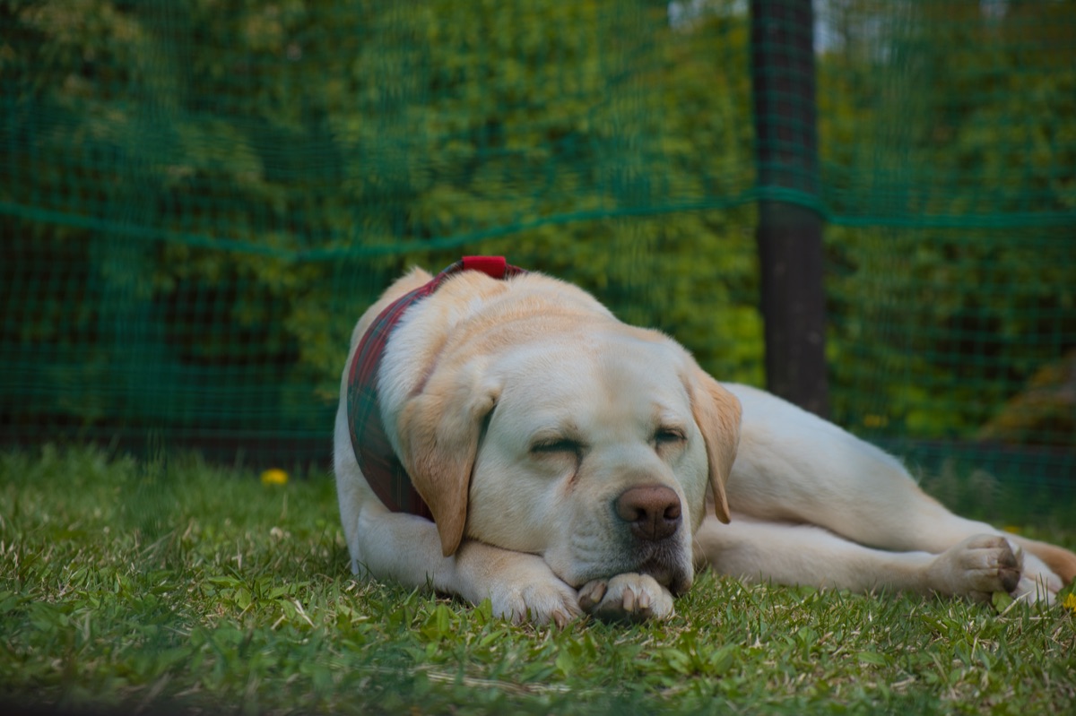 Un jeune chiot Golden Retriever se reposant paisiblement