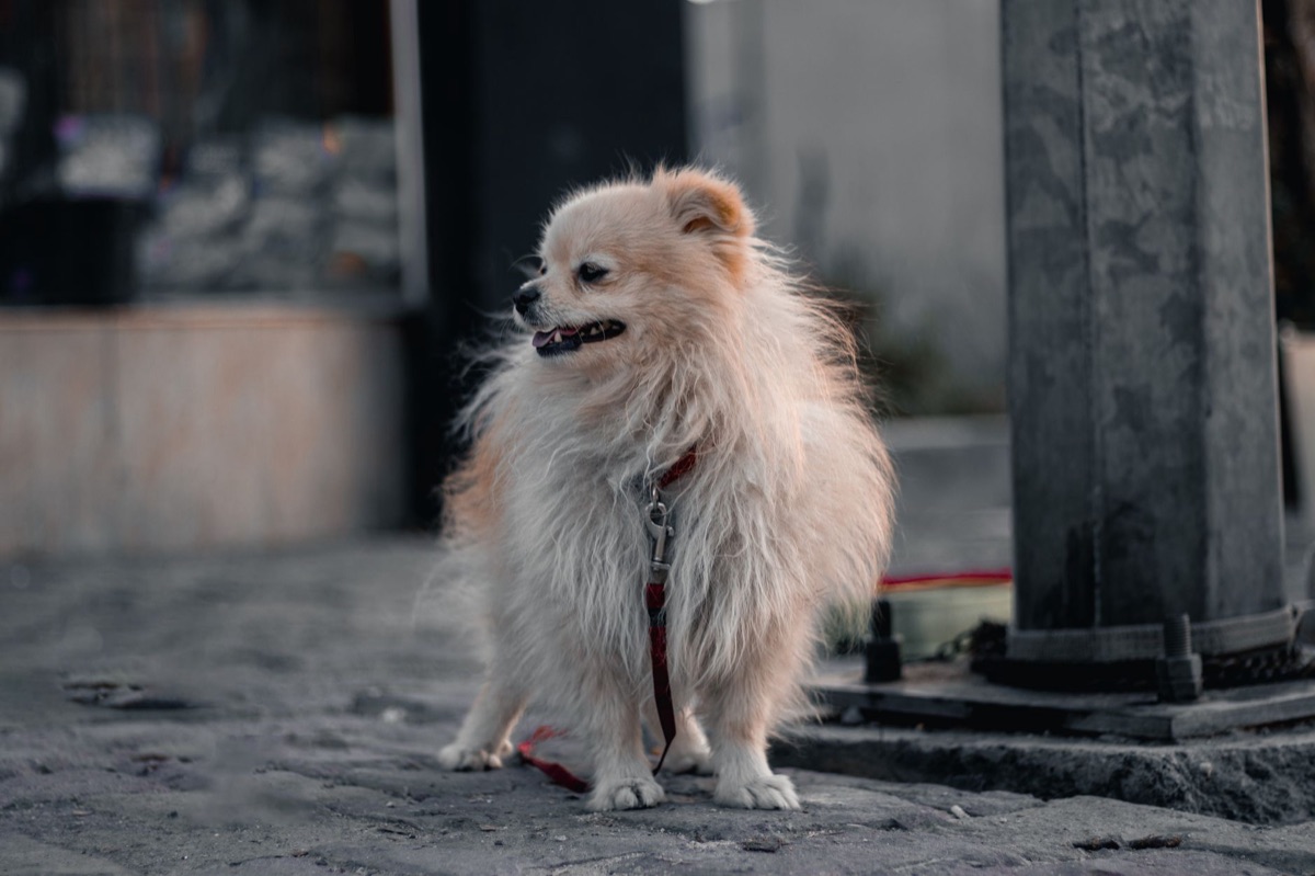 犬の必需品（リード、食器、おもちゃ）のセット