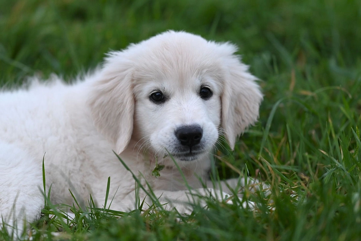jonge golden retriever puppy
