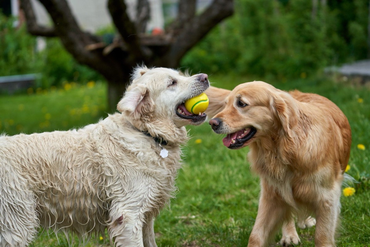 Filhote de Golden Retriever brincando em casa