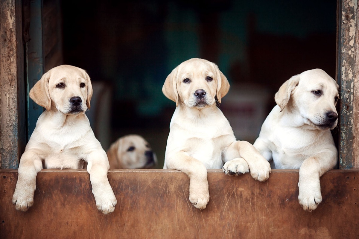 Hundetrainingspads auf dem Boden