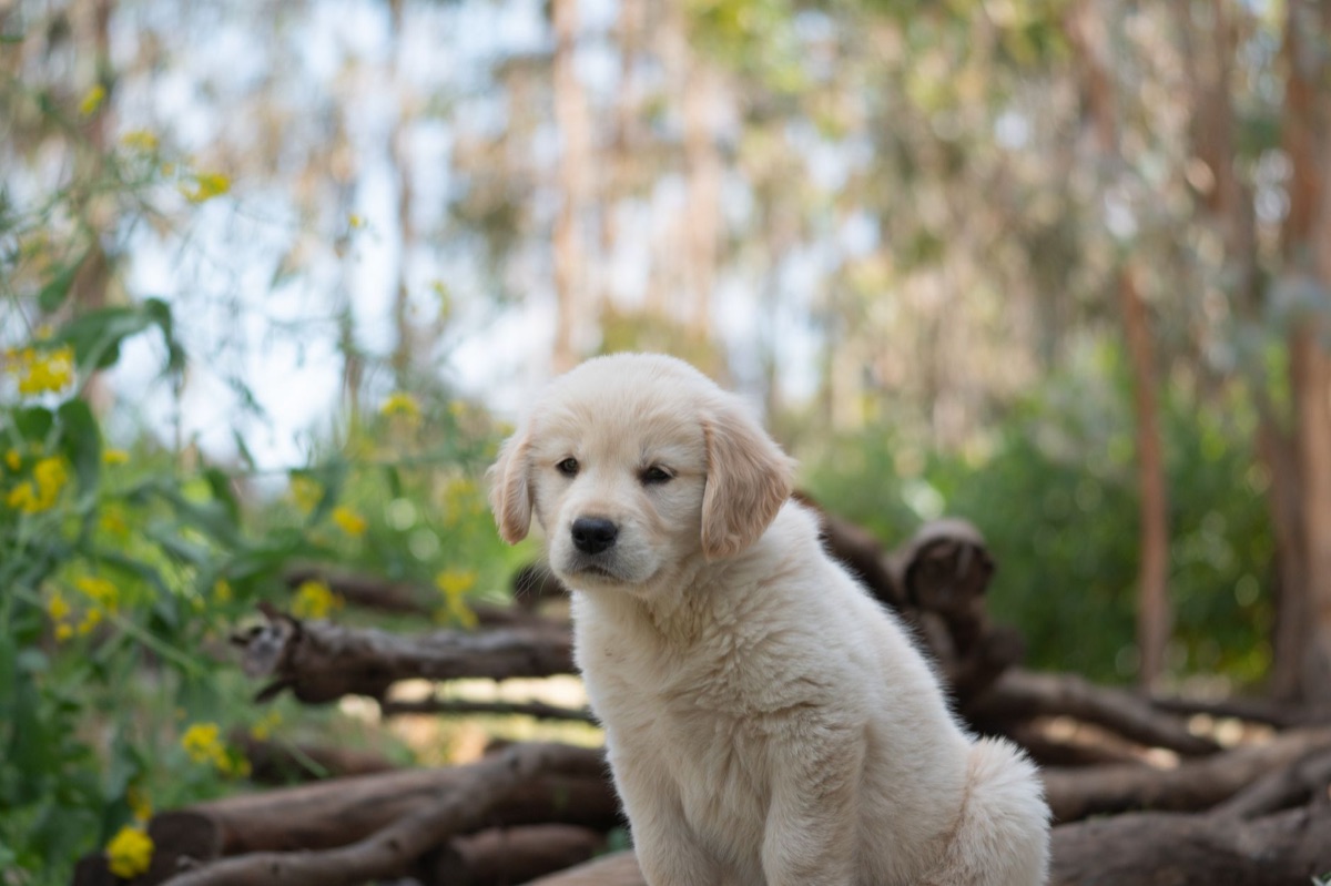 cachorro de golden retriever mirando con atención