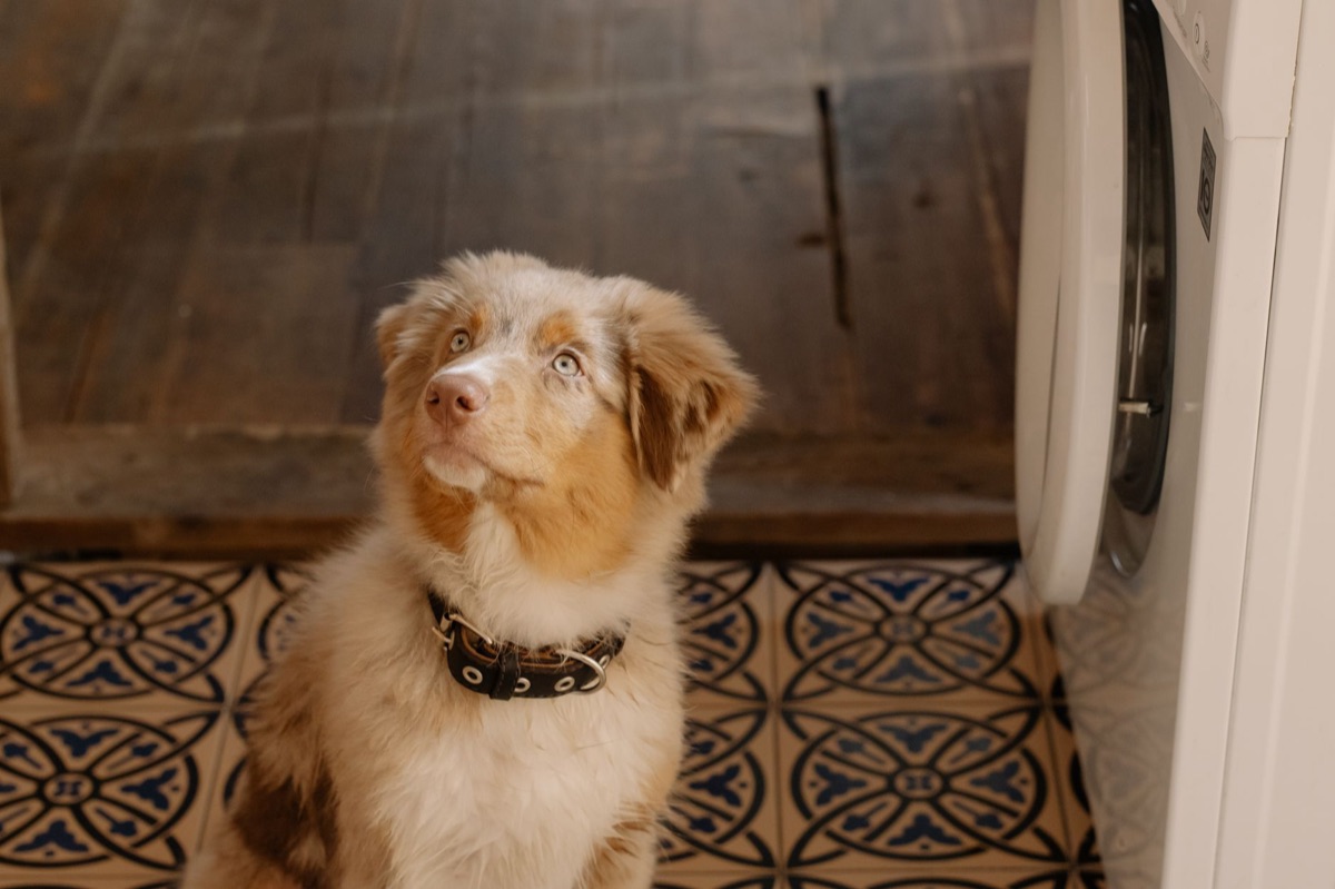 犬用の使い捨てトイレシーツ