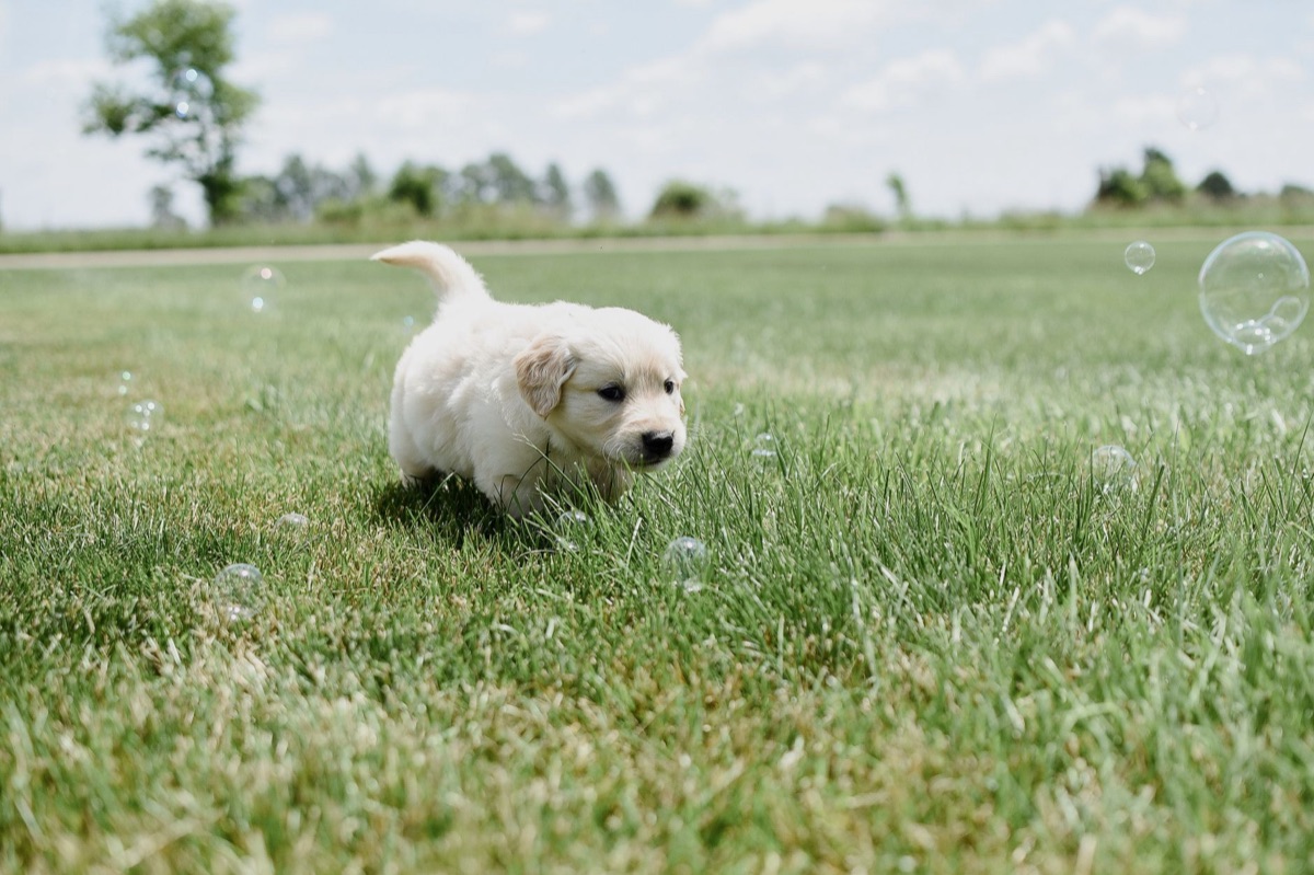 賢そうなゴールデンレトリバーの子犬