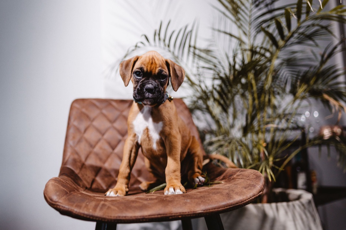 Honden trainingspads op een vloer.
