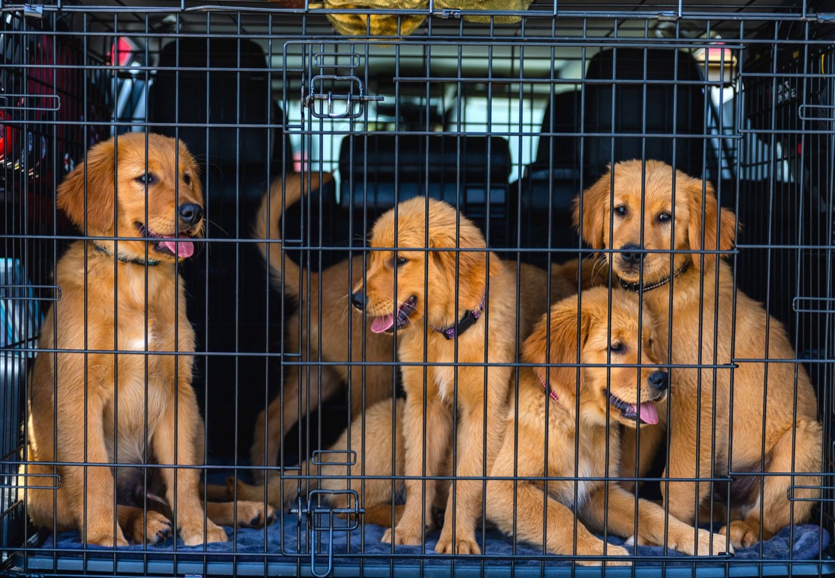Een schattige puppy die aandachtig kijkt.