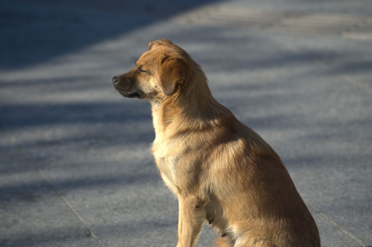 Ein aufmerksamer Hund, der ruhig im Freien verweilt.