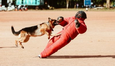 5 Proven Tips to Stop Dog Pulling and Control Excitement