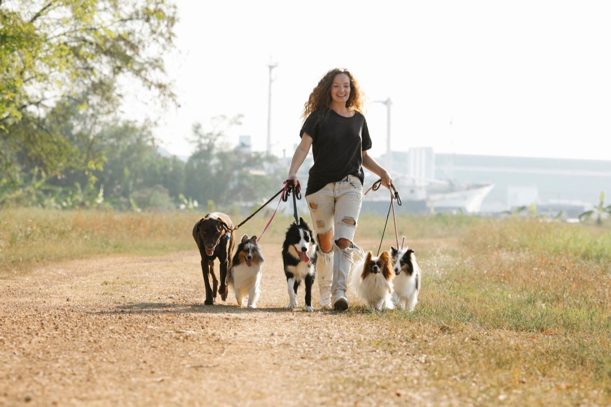 A close-up shot of a person's hand holding a sturdy leash to control a walking dog.