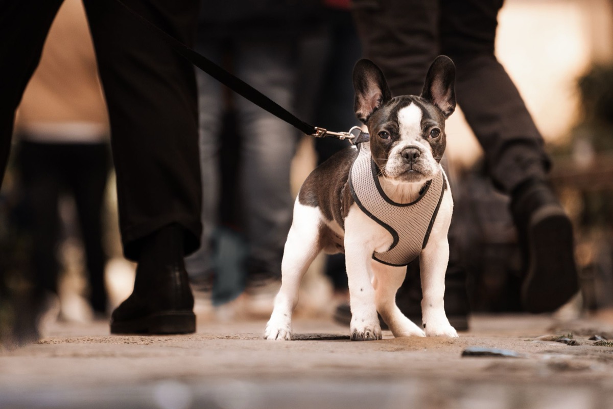 Primer plano de las manos de un dueño controlando suavemente el arnés de un perro durante un paseo.