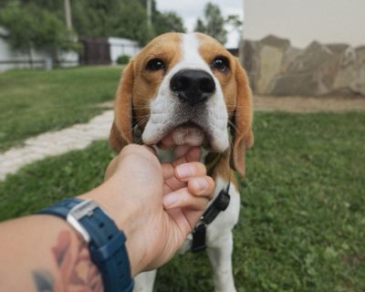 Calmer un chien excité : 5 étapes pour maîtriser la laisse