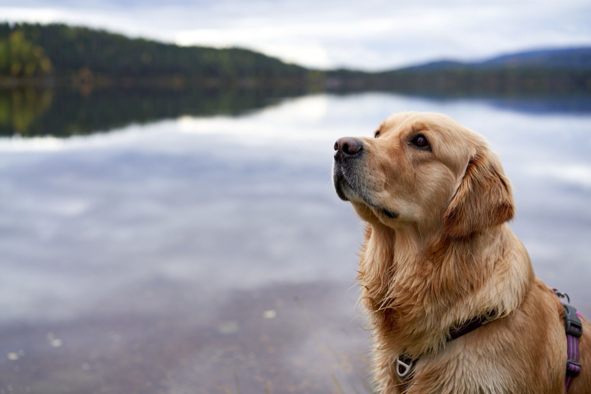 Golden retriever seduto con calma durante la passeggiata