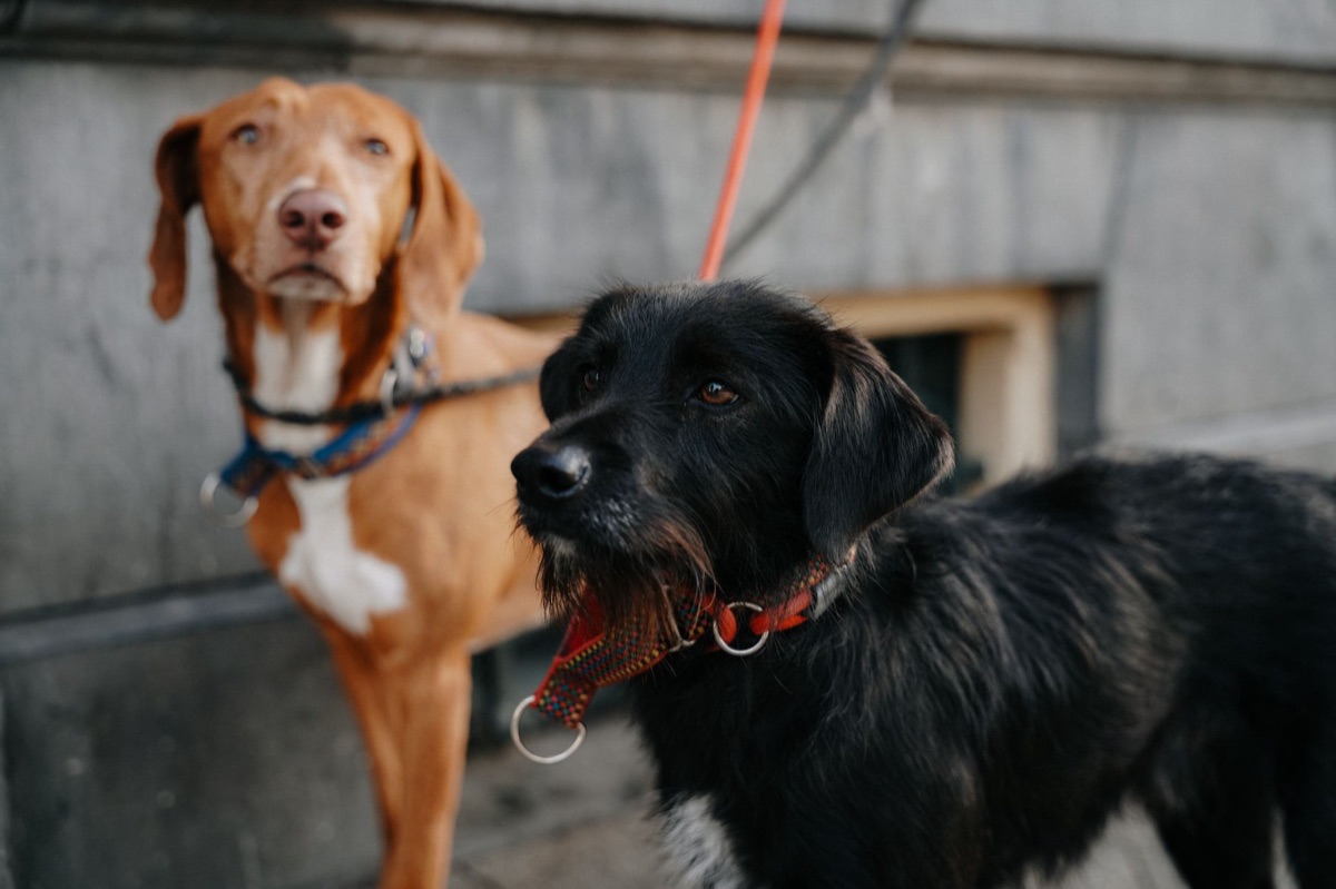 散歩中のリードと歩く犬の足元