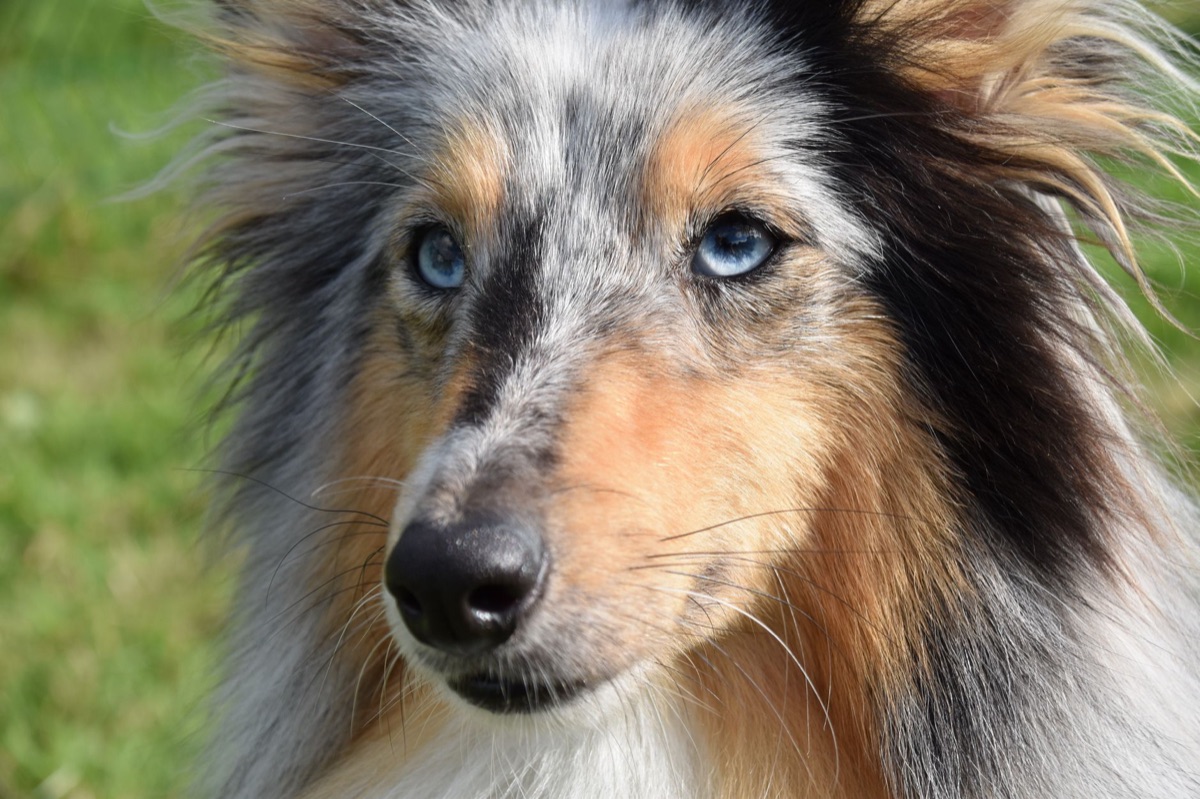 飼い主と視線を合わせる訓練中の犬
