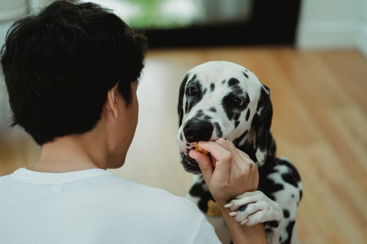 훈련 보상으로 간식을 먹는 강아지