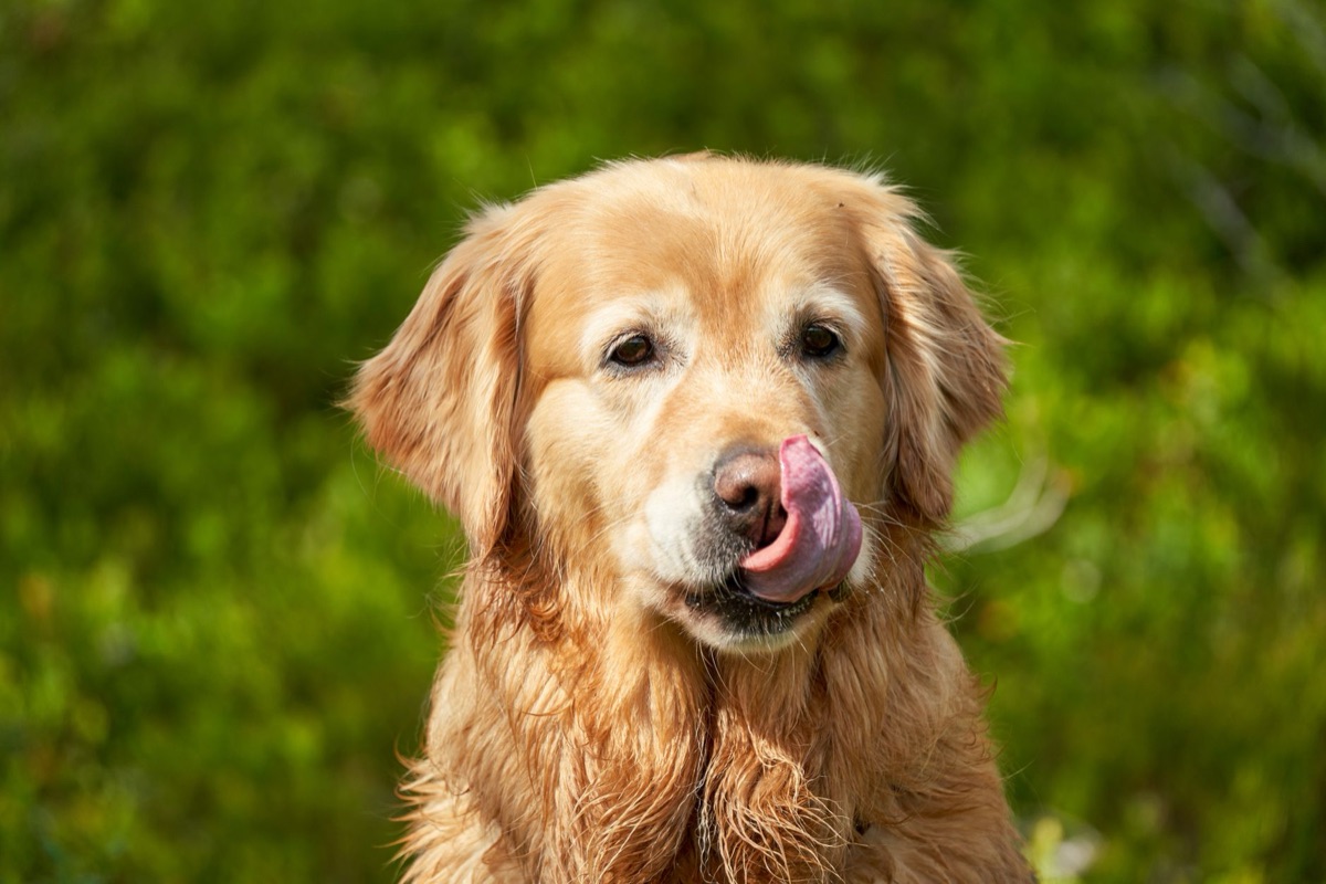 Ein ausgewachsener Golden Retriever, der aus einer Futterschale frisst.