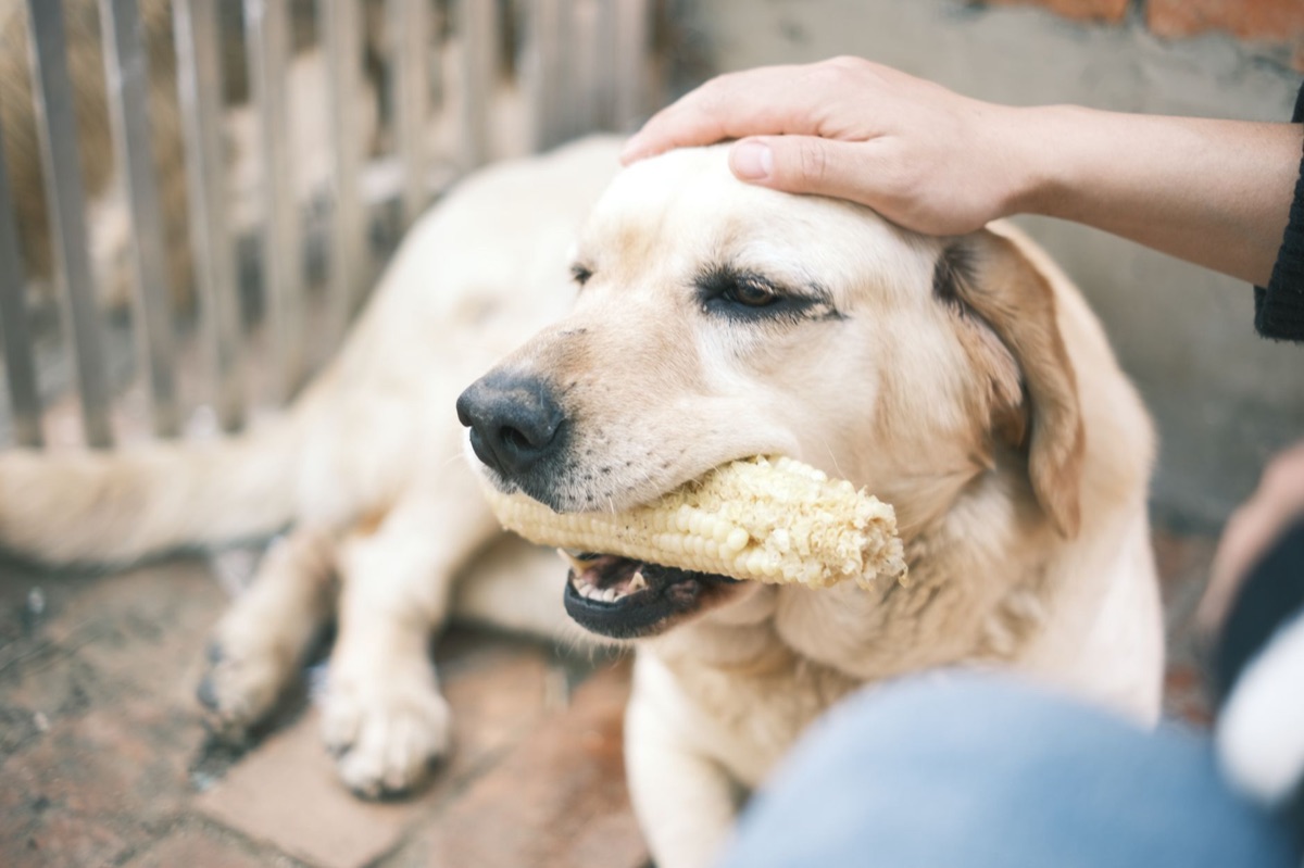 An elderly golden retriever eating carefully from a ceramic bowl on a clean floor.