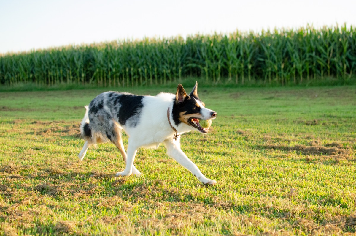 An active border collie running through a green field representing high activity levels.