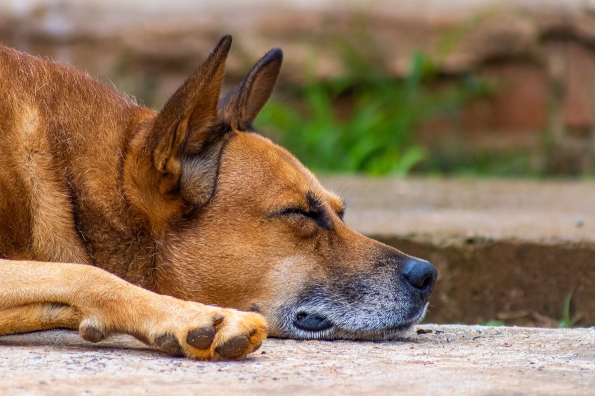 Perro senior descansando tranquilamente.