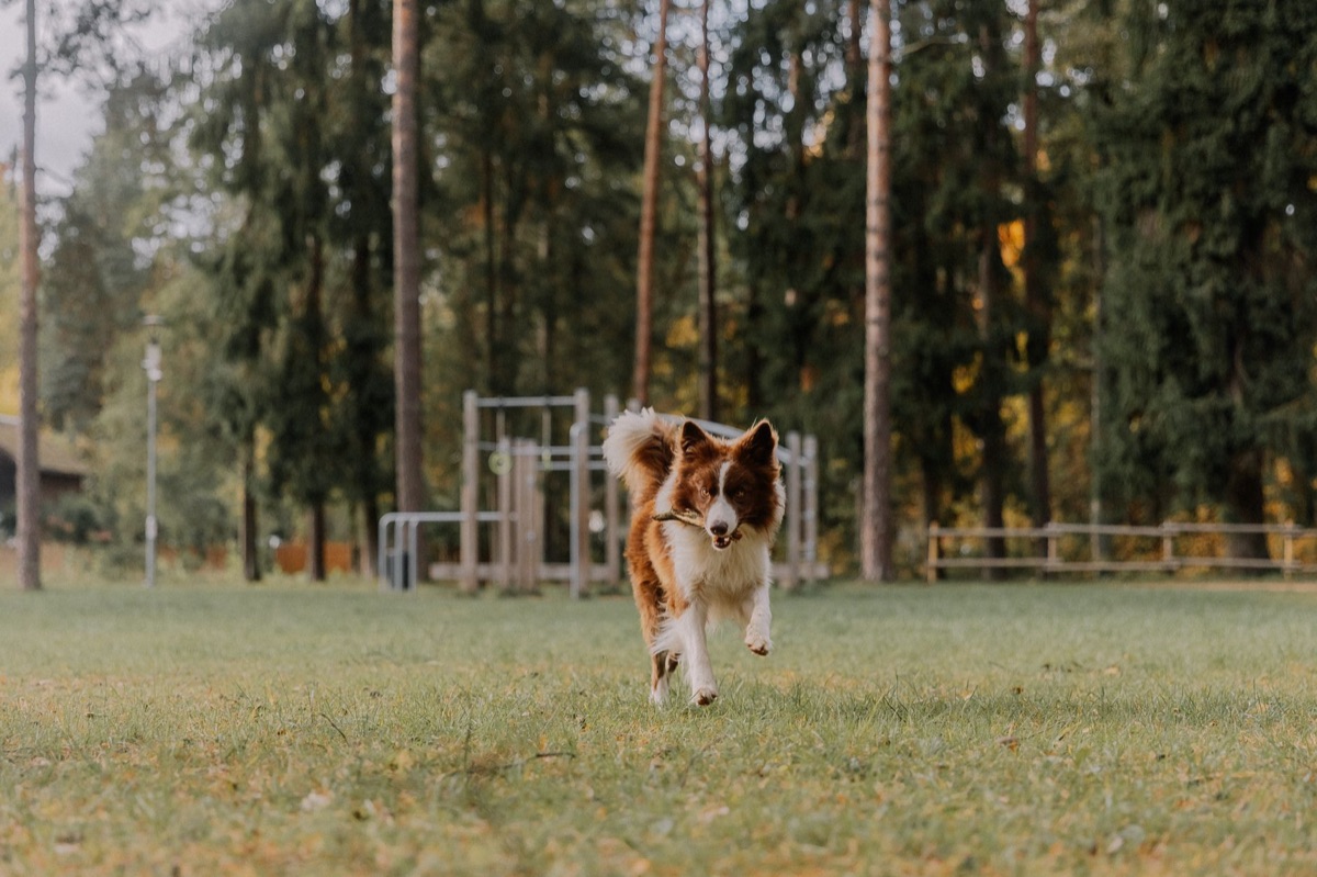 Perro activo corriendo en el campo.