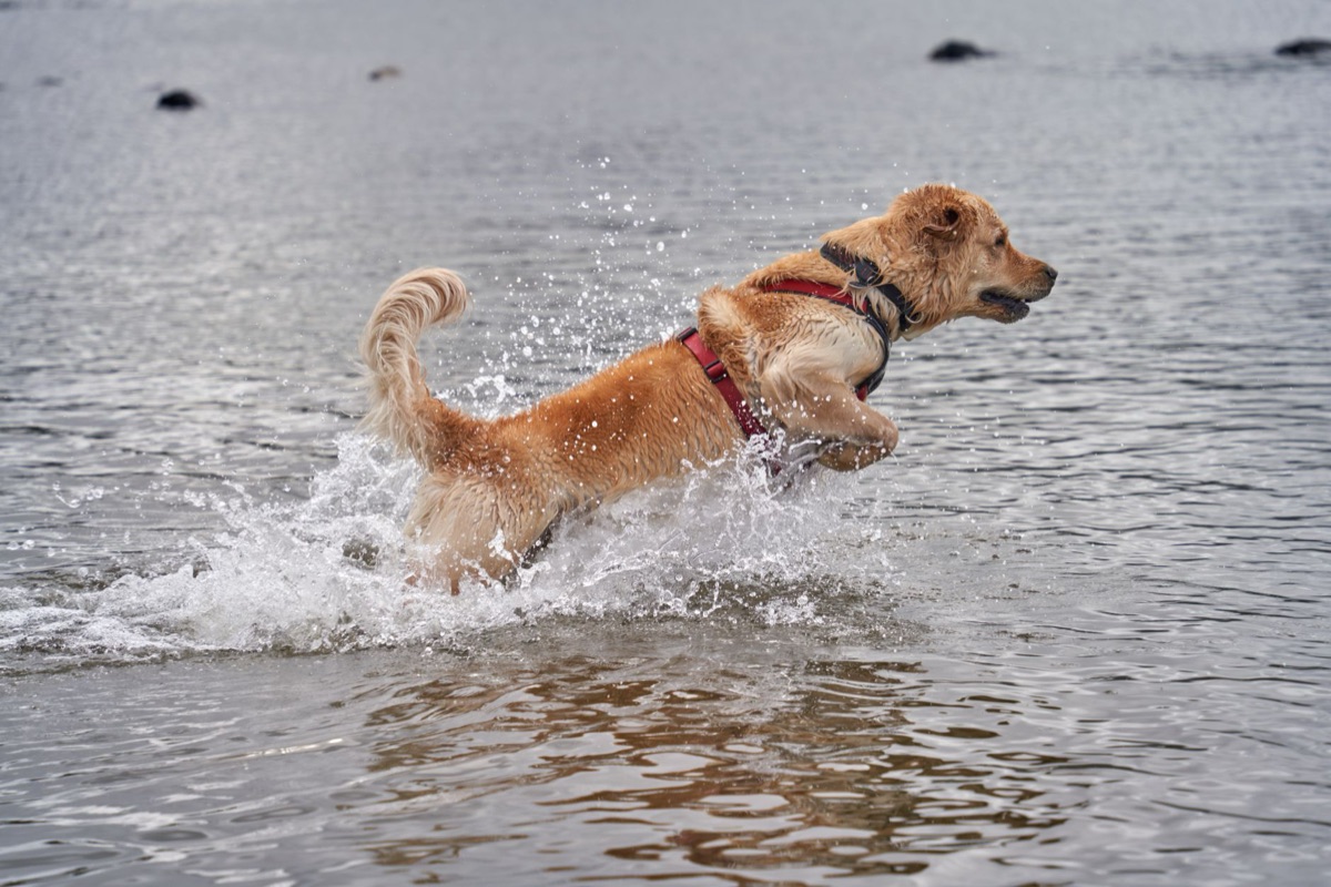 Golden retriever che corre in un parco all'aria aperta