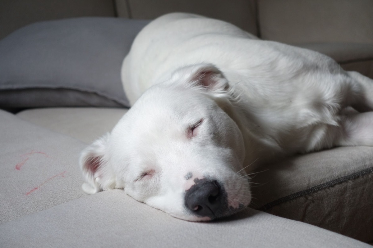 Cane anziano che riposa tranquillamente sul divano