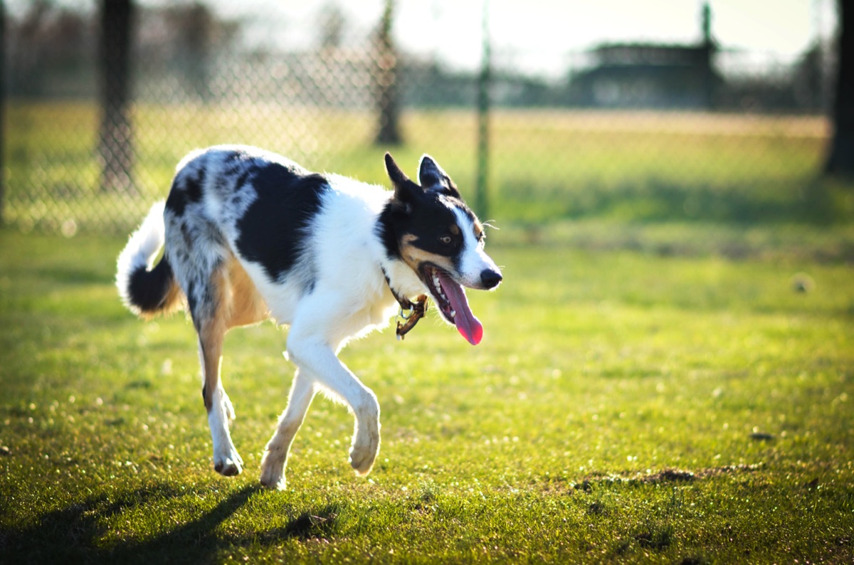 een actieve border collie die door een veld rent