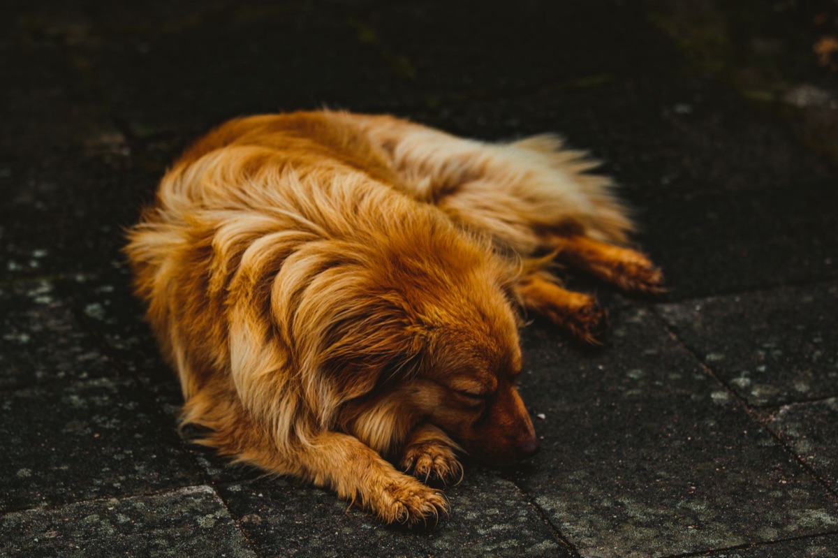 een oudere golden retriever die rustig slaapt