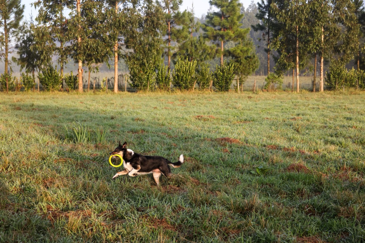 Cão Border Collie correndo em campo aberto para mostrar nível de atividade.