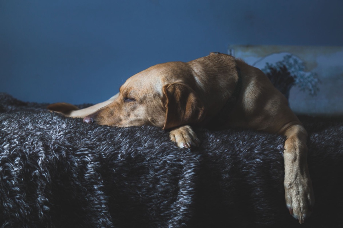 Cão Golden Retriever idoso descansando para representar necessidades nutricionais de cães seniores.