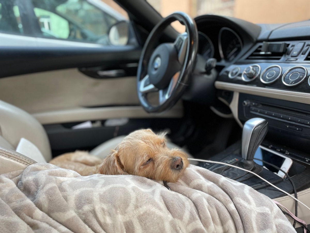 安靜休息的老年犬