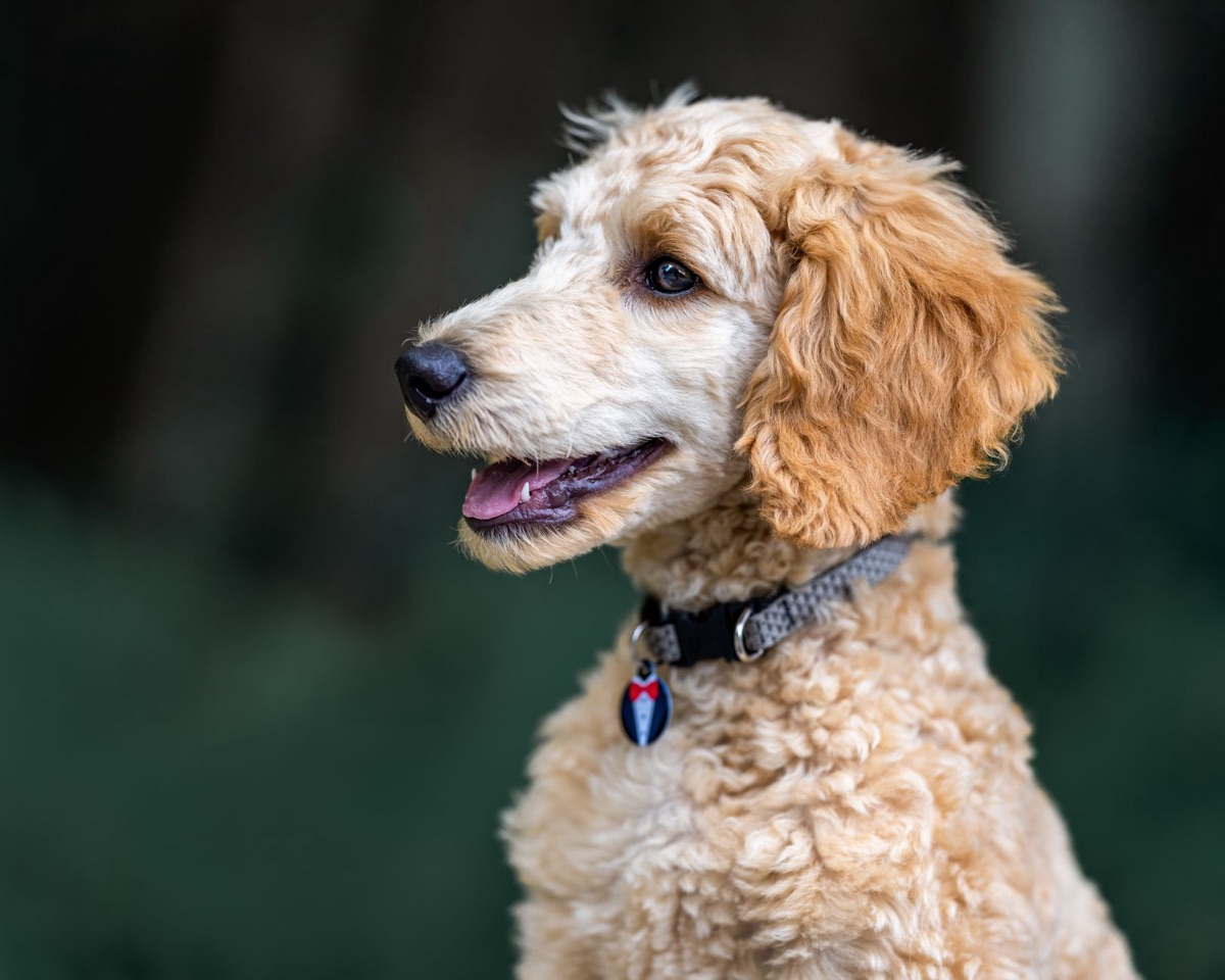 A white poodle with long groomed hair being brushed.