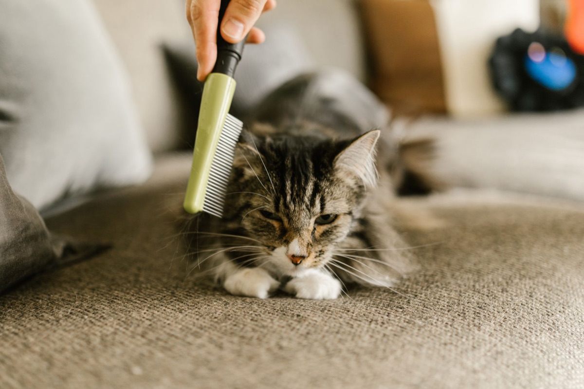 A hand using a rubber grooming brush on a short-haired dog.